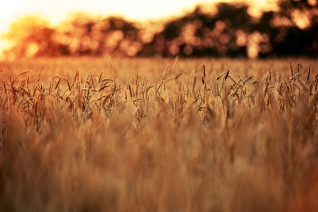 Champs de blé au soleil couchant